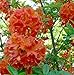 Mandarin Lights Deciduous Exbury Azalea - Very Hardy - 2.5