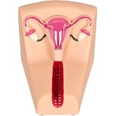 SimCoach IUD Training Model, Contraceptive Insertion Practice Trainer | Durable Plastic, Placement Guidance and Uterine Anatomy, Gynecology Education, Family-Planning Classes