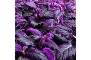 AVERAR 2 Gynura Purple Passion Plants Live, Gynura Aurantiaca Purple Velvet Passion Live Plants in 4 Inch Pot to Grow