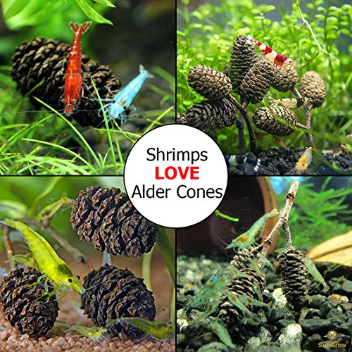 30 Naturally Grown, Pesticide-Free SunGrow Alder Cones for Shrimps --- Lowers pH level, Fight Bacteria and Prevent Fungal Infections in Aquatic Environment - Perfect for both big & small Aquariums