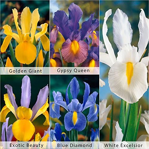 Bloomsz Care Free & Rewarding Dutch Iris Bulbs Collection Plant (50 Pack)
