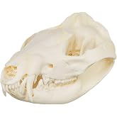 Skulls Unlimited Real Small Animal Skull Specimens - Educational Osteology Display &ndash; Multiple Species Available Skulls Unlimited Real Opossum Skull &ndash; Small Mammal Osteology Specimen
