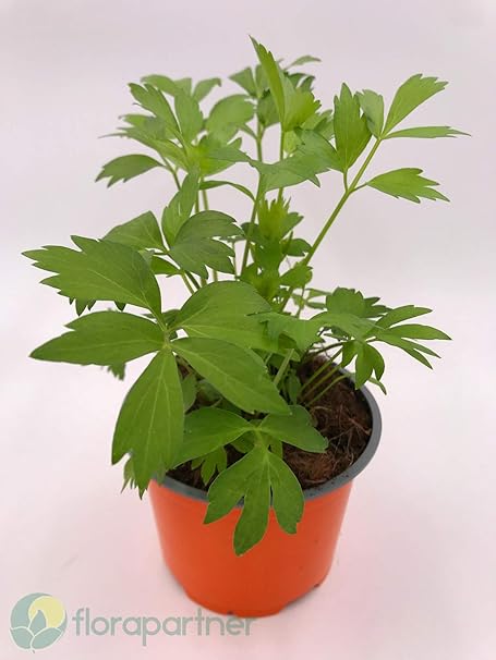 Liebstöckl, Maggi Kraut, Levisticum offcinalis, Kräuter Pflanze 3stk.