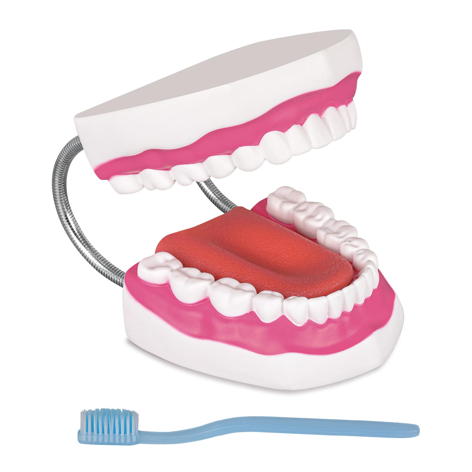 Photo 1 of Ultrassist Mouth Model with Soft Silicone Tongue for Speech and Language Therapy, Oral Care Model for Teaching Kids to Brush Teeth, Metal Hinge