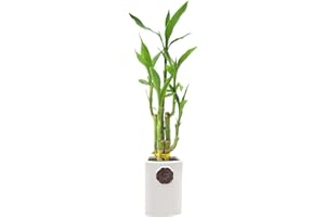 ARCADIA GARDEN PRODUCTS 5-Stem Lucky Bamboo, Live Indoor Plant in Contour II Ceramic Planter for Home, Work, or Gift, White ***Cannot Ship to Hawaii***