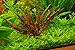 Potted Cryptocoryne Wendtii Red - Live Aquarium Live Plant