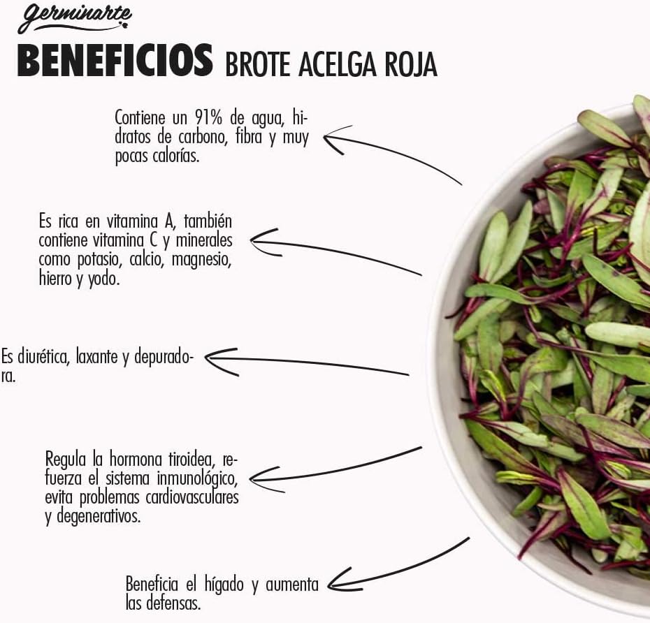 SEMILLA DE BROTE ACELGA ROJA | 75 gr.- 500 gr. - 1 kgr. | 55 ...