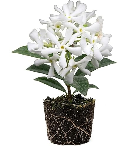 Amazon.com : Downy Jasmine - Jasminum multiflorum - Live Plant