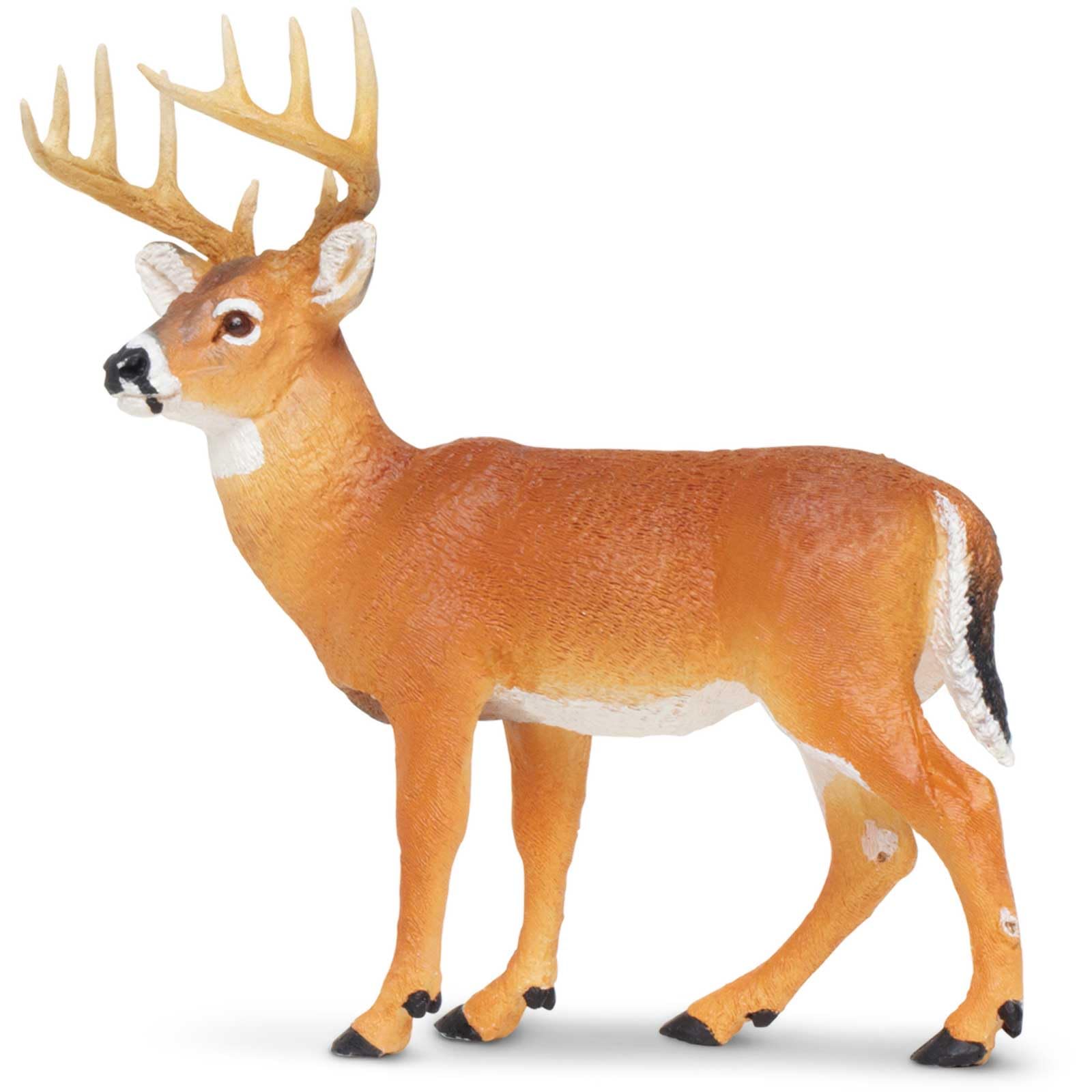 Whitetail Buck