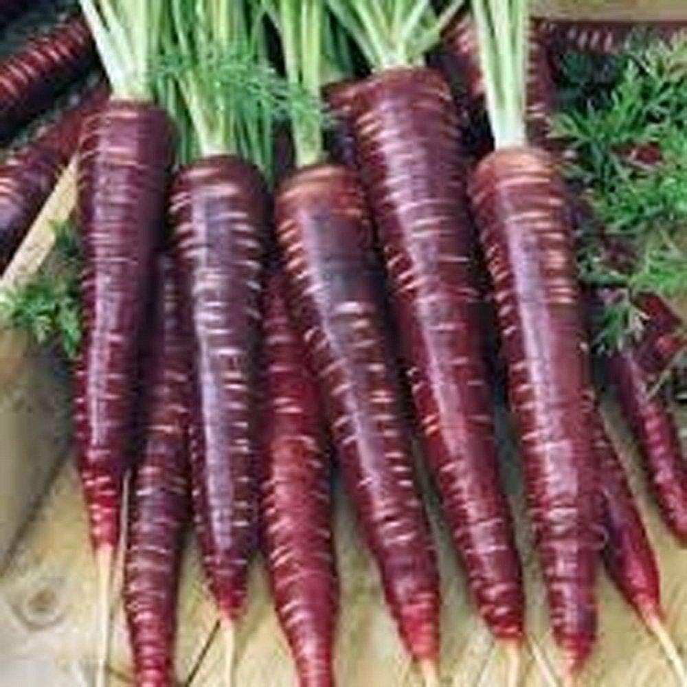 Germinación de Las Semillas: Las Zanahorias, Semillas de Zanahoria ...