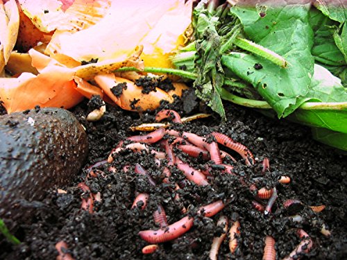 Composting Worms, Compost Starter Earthworms, Eisenia 