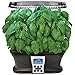 AeroGarden Pesto Basil Seed Pod Kit (7-pod)