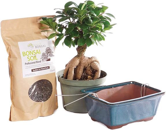 Amazon Com Brussel S Bonsai Live Gensing Grafted Ficus Indoor Bonsai Tree Piy Bundle 6 Years Old 8 To 12 Tall With Soil Decorative Container Medium Garden Outdoor