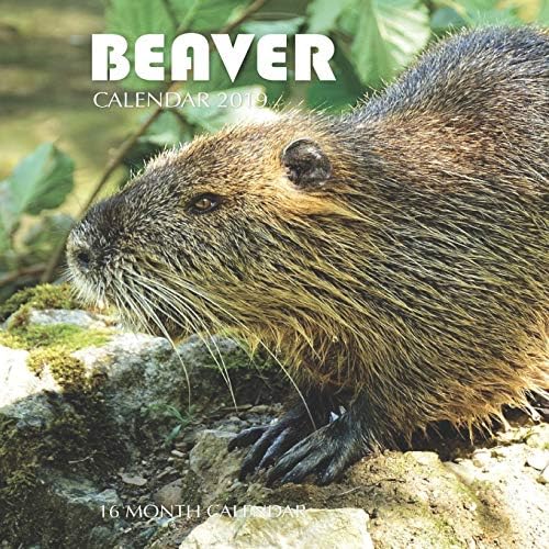 Beaver Calendar 2019: 16 Month Calendar Paperback – 12 Nov. 2018