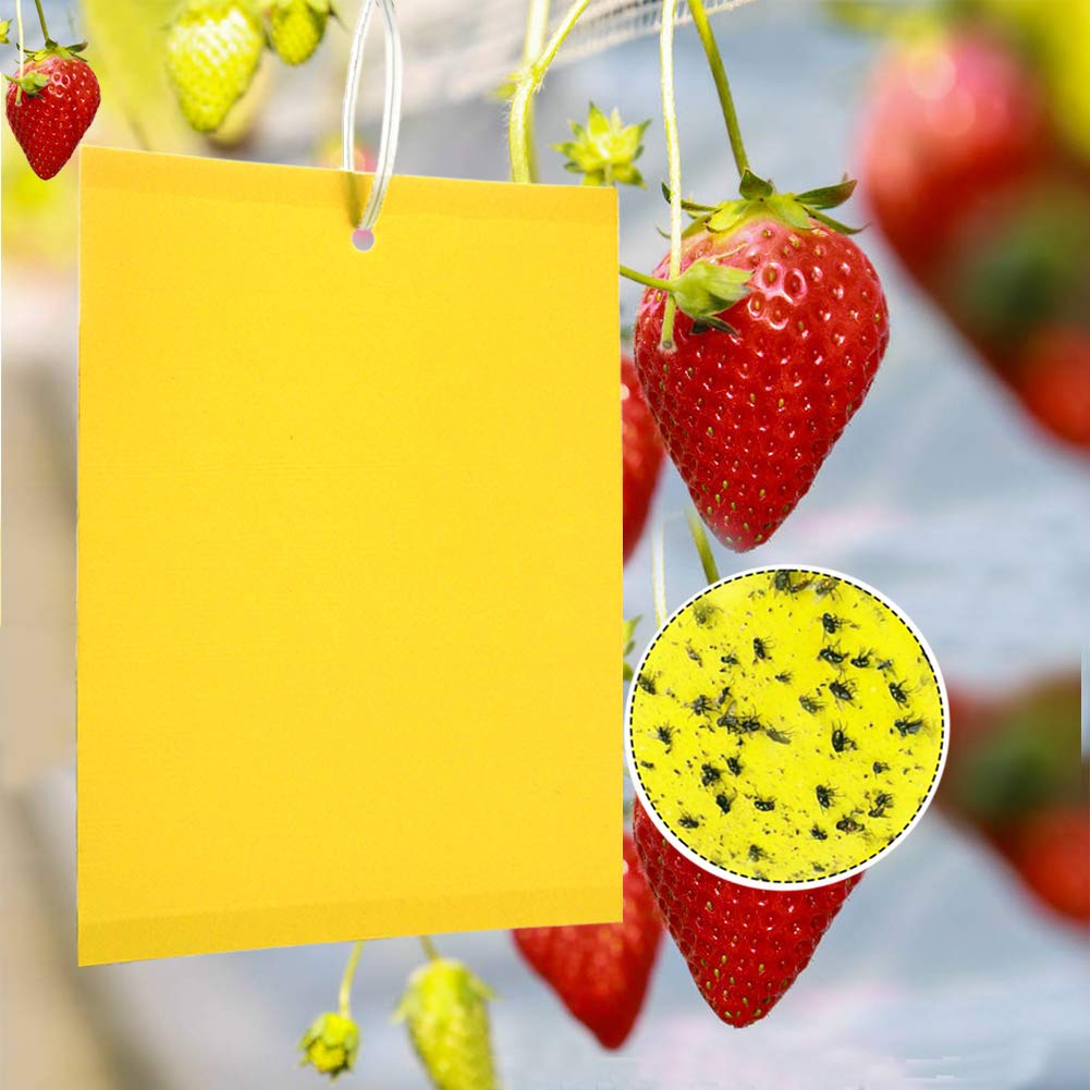 Panngu 50 - Pack Dual Yellow Sticky Traps for Flying Plant Insect Like Fungus Gnats, Aphids, Whiteflies, Leafminers -Included 50pcs Twist Ties