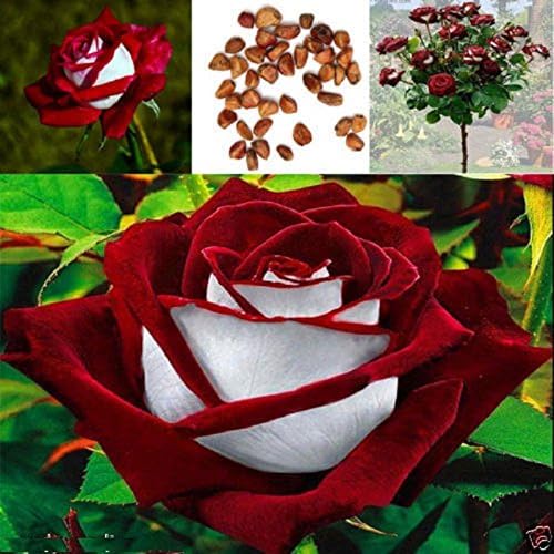 Variety House Rare And Attractive Velvet Rose Plant Seeds (10 Seeds)