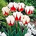World Expression Tulip Seeds 30+ Seeds Upc 648620997852
