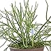 IPPINKA Sustee Aquameter (Large Green Refillable - Bundle of 2