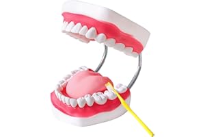 Teeth Mouth Model 6X Enlarged with Metal Hinge, Complete Set Teeth and Removable Tongue, PVC Speech Therapy Tool, Includes To
