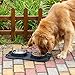 MiNiPet Dog Bowl Stainless Steel Removable Pet Bowls Water Food Feeder With Non Spill and Skid Resistant Silicone Mat Set of 2 Puppy Cats Travel Bowl