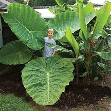 Amazon Com Decorative Flowers Plants For Home Garden 100pcs