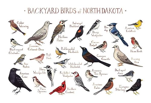 Amazon Com Backyard Birds Of North Dakota Field Guide Art Print