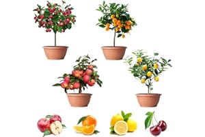 200pcs Mix Dwarf Bonsai Fruit Tree Seeds for Planting Lemon Cherry Orange Apple Seeds, 4 Variety Individual Packs, Organic He