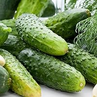 David's Garden Seeds Cucumber Pickling Boston SS30098A (Green) 50 Heirloom Seeds