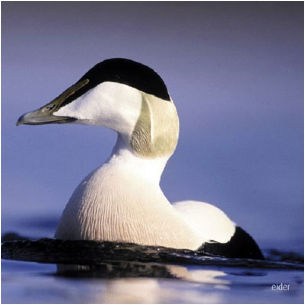 Eider Duck Greeting Card with sound