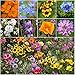 3,000 Seeds, Wildflower Mixture "Low Growing" (20 Species) Seeds By Seed Needs