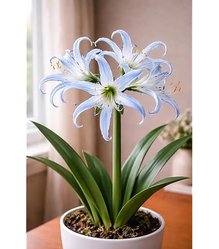 Amazon.com : White Spider Lily Bulbs for Planting, Vibrant White Blooms -  Lycoris Albiflora (3 Bulbs) : Patio, Lawn & Garden