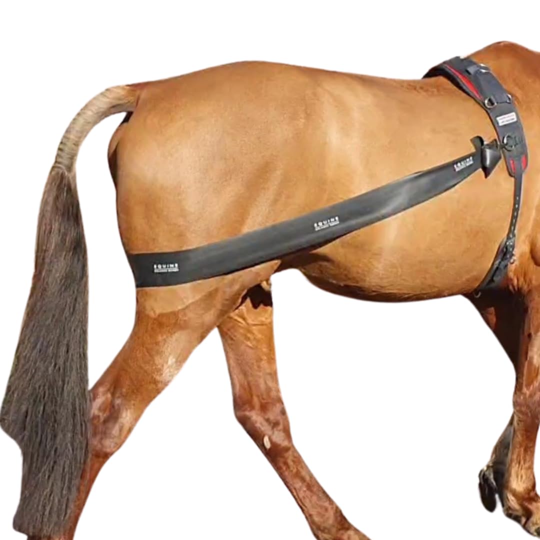 Premium Lunging Band For Horse - Equine Hind Quarter Lunging Strap
