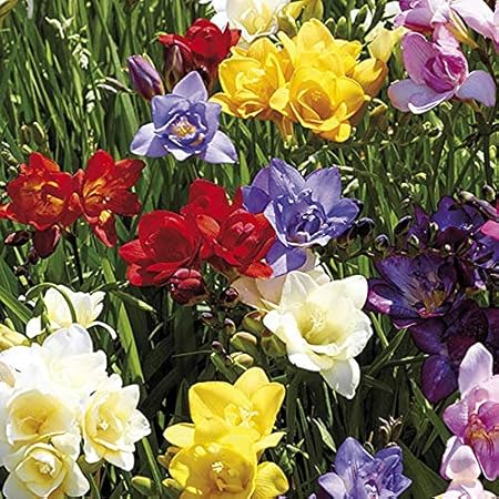Akash Green Freesia Flower imported multi color Flower bulbs pack for home garden summer winters set of 2 bulbs