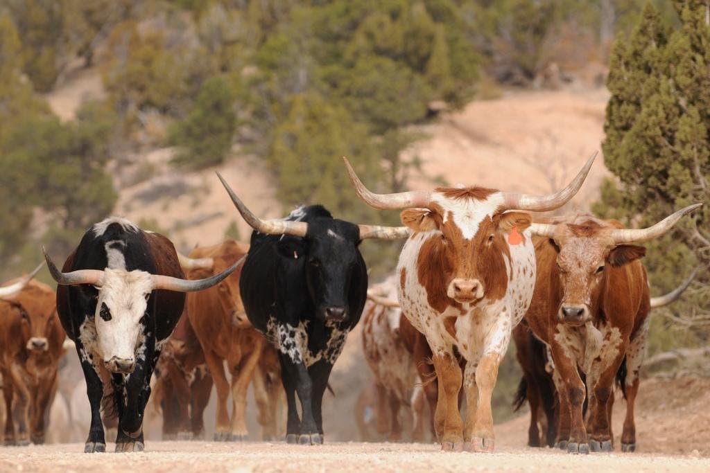 Enter Nexia Biotechnologies And Their Transgenic Spider Goat A Healthy Perfectly Normal Goat Spliced With Spider Weird Science Utah State University History