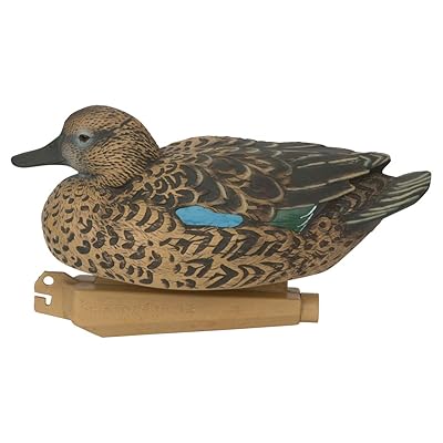 blue wing teal hen