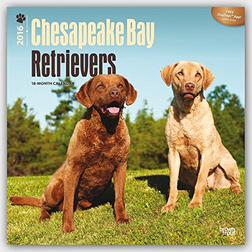 Chesapeake Bay Retrievers - 2016 Calendar 12 x 12in Chesapeake Bay Retrievers - 2016 Calendar 12 x 12in