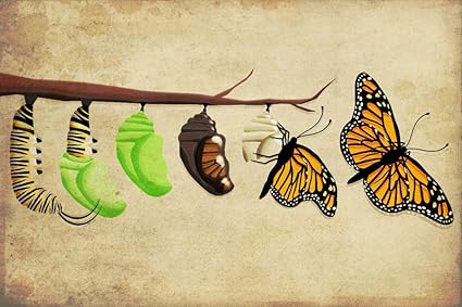 Amazoncom Monarch Butterfly Lifecycle 9x12 Fine Art Print