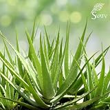 SVATV Cucumber Aloe Vera Gel 200g Natural Skin Care Hydrates Brightens Paraben view 5