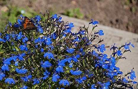 Lobelia de ribete azul; lobelia del jardín, lobelia que se ...