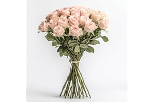GlobalRose Fresh Cut Pink Roses - 2 Dozens (24 Roses) Fresh Flowers - Christmas Flowers Fresh Bouquet - Fresh Pink Flowers for Wedding, Birthday, Anniversary, Bridal Shower, or Home Decor