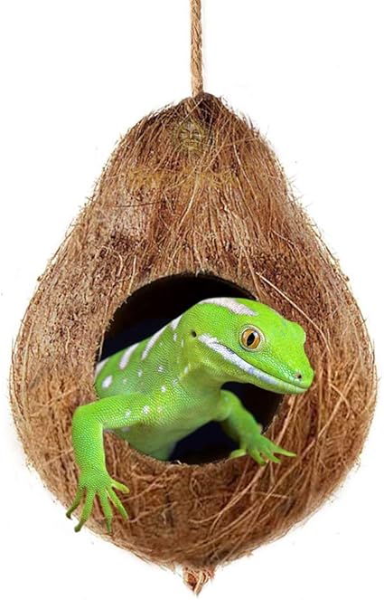 Amazon Com Crested Gecko Coco Hut Treat Food Dispenser