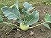 Seeds Kohlrabi Delikatesnaya Belaya-Delicious Heirloom Vegetable