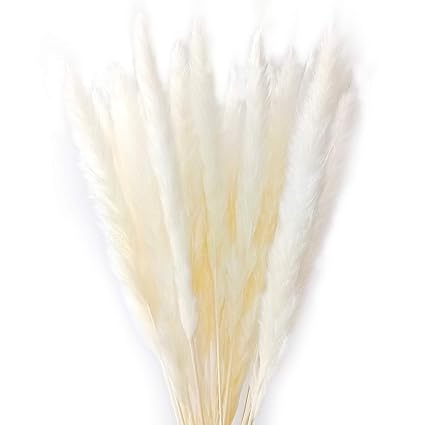 Natürliche Getrocknete Pampas Gras, Schilfrohr Communis, Hochzeit Blumenstrauß, 60cm hoch weiß