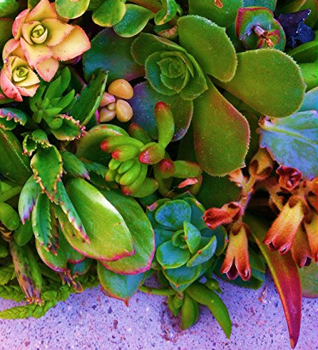 2 15+Assorted+Succulent+Cuttings+Terrariums