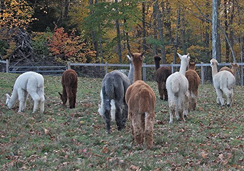 Set of 5 Assorted Cute Funny Animal Alpaca Note Cards - Thumbnail 5