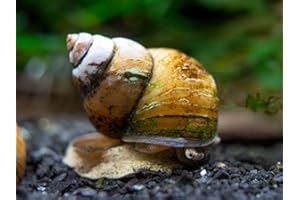Aquatic Arts 5 Japanese Trapdoor Snails | Pond Snail/Freshwater Aquarium Clearer/Tetra Pond Clarifier/Filter | Great with Hornwort Plants