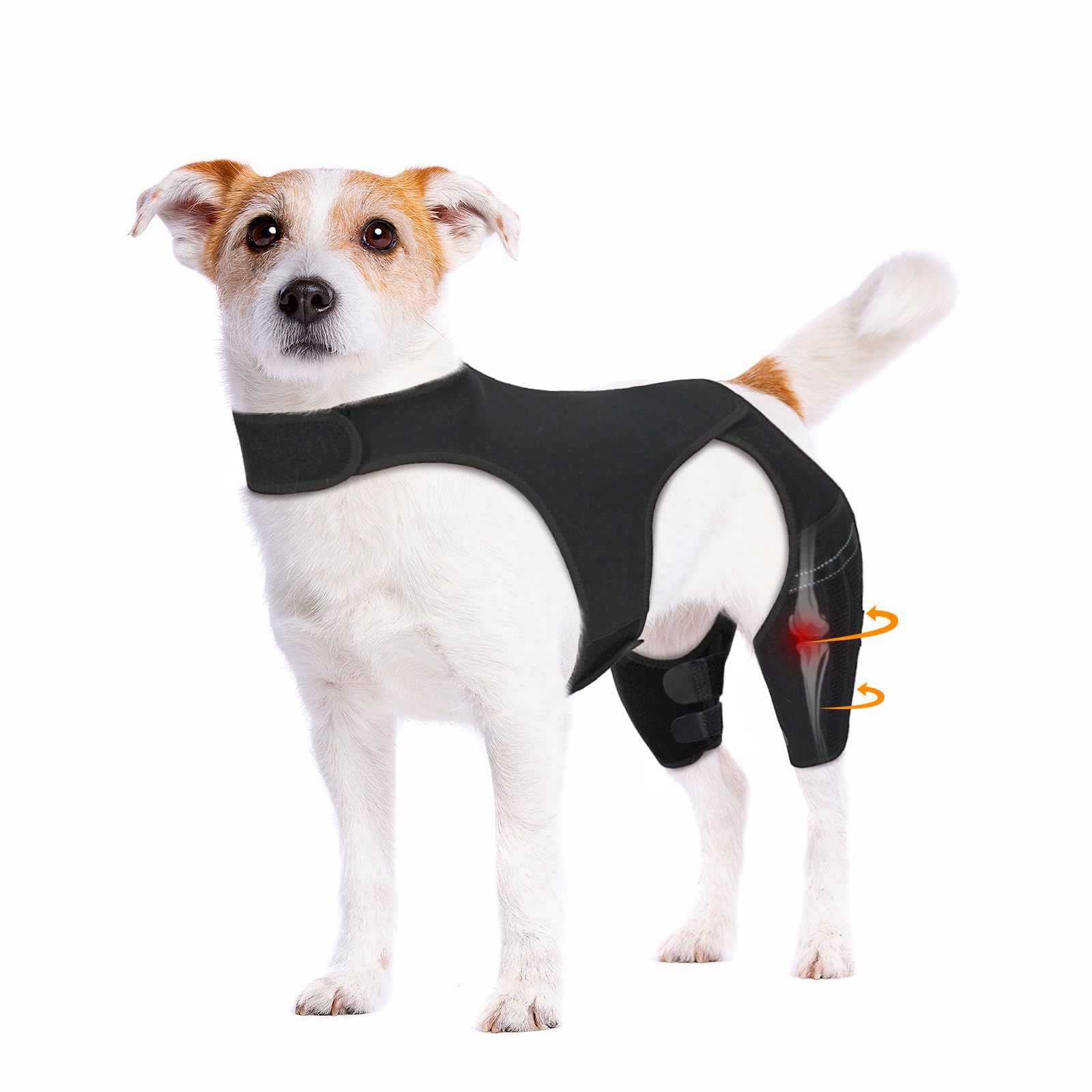 Photo 1 of Pawfun Dog Knee Brace for Torn ACL Hind Leg – Adjustable Dog Leg Braces for Both Back Legs with 4 Stabilizers, Strong Support for Torn CCL, Luxating Patella, Ligament Injuries, Hip Dysplasia,S