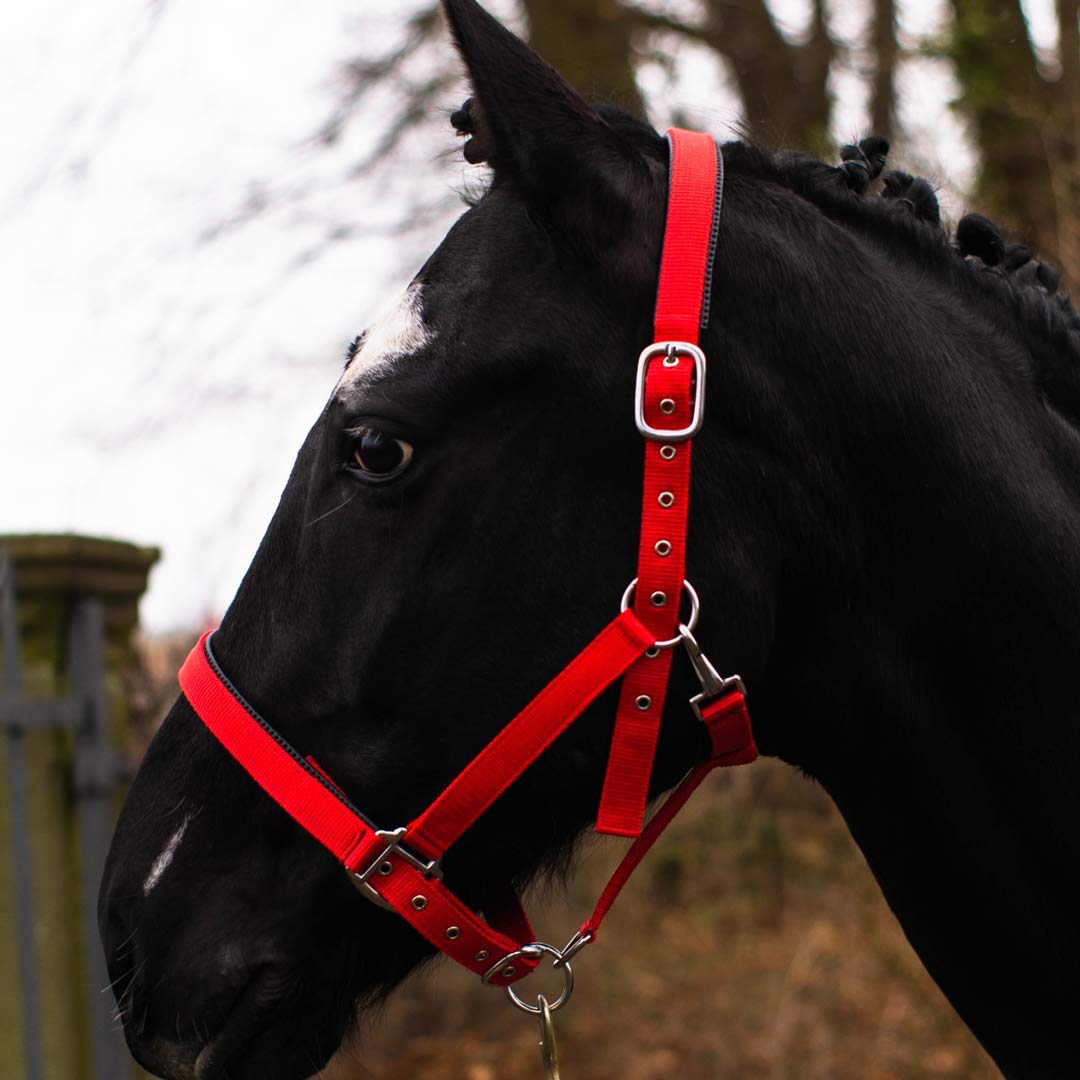 Pferdelinis Halter for Warmblood, Thoroughbred, Cold Blood, Pony - Stable Headcollar, Pasture Halter, 2-Way Adjustable Pin Buckles, Safe & Tear-Resistant (Red, Cold Blood)