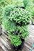 Huge 4 Tier GreenStalk Vertical Planter – for Urban and Small Space Gardening (Stunning Stone)