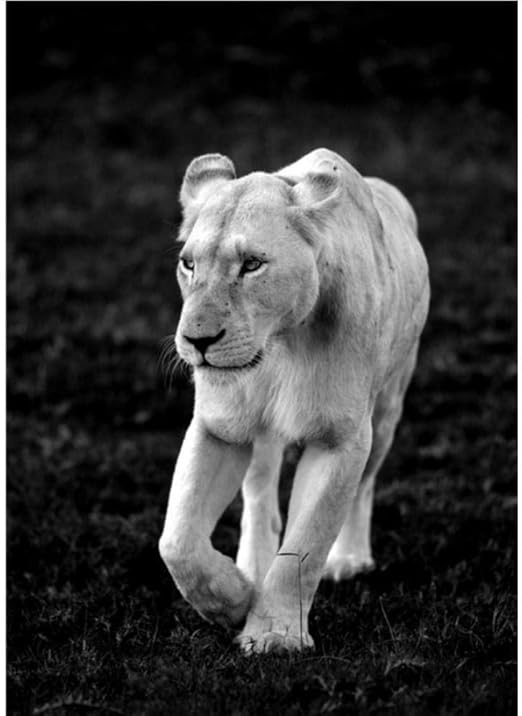 Cartel Nordic Art Zebra Lion Print Animal Wall Art Sala de Estar